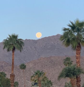 Thanks to Susan Johnson for this image.